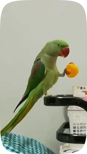 🦜 Стикер «Funny Parrots Video» для Telegram