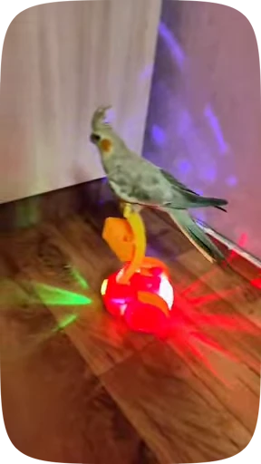 🦜 Стикер «Funny Parrots Video» для Telegram