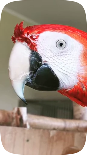 🦜 Стикер «Funny Parrots Video» для Telegram