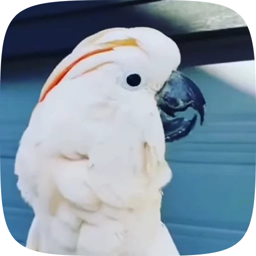 Стикерпак Funny Parrots Video для Telegram