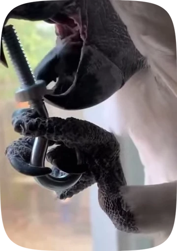 🦜 Стикер «Funny Parrots Video» для Telegram