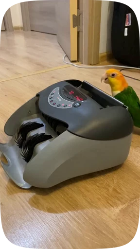 🦜 Стикер «Funny Parrots Video» для Telegram