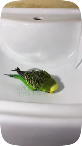 🦜 Стикер «Funny Parrots Video» для Telegram