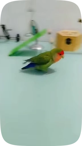 🦜 Стикер «Funny Parrots Video» для Telegram