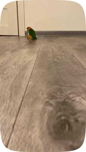 🦜 Стикер «Funny Parrots Video» для Telegram
