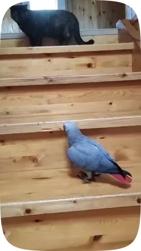 🦜 Стикер «Funny Parrots Video» для Telegram
