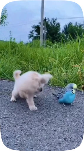 🦜 Стикер «Funny Parrots Video» для Telegram
