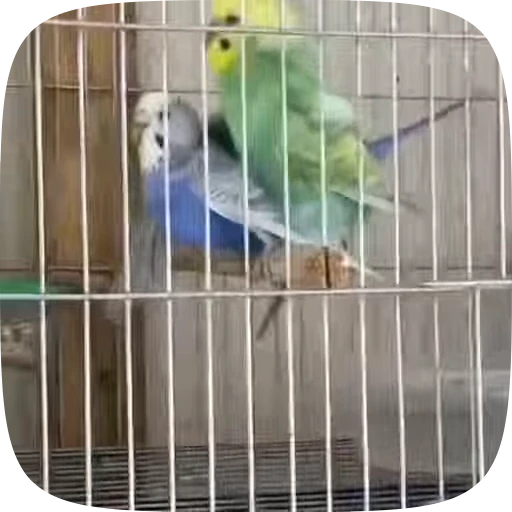🦜 Стикер «Funny Parrots Video» для Telegram