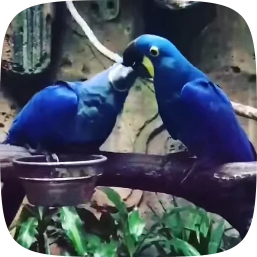 🦜 Стикер «Funny Parrots Video» для Telegram