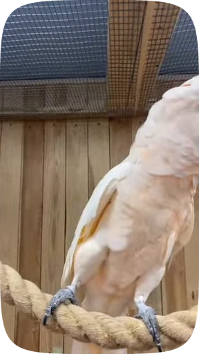 🦜 Стикер «Funny Parrots Video» для Telegram
