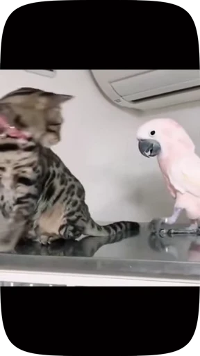 🦜 Стикер «Funny Parrots Video» для Telegram