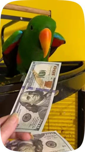 🦜 Стикер «Funny Parrots Video» для Telegram