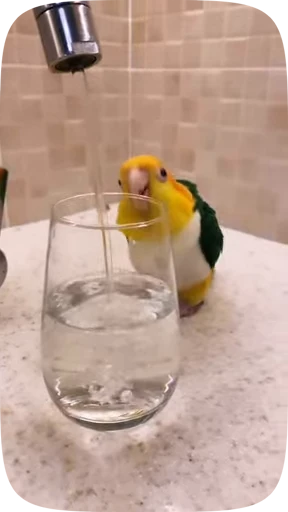 🦜 Стикер «Funny Parrots Video» для Telegram