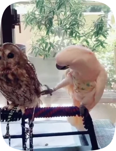🦜 Стикер «Funny Parrots Video» для Telegram