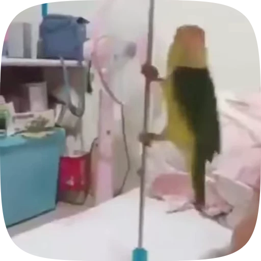 🦜 Стикер «Funny Parrots Video» для Telegram