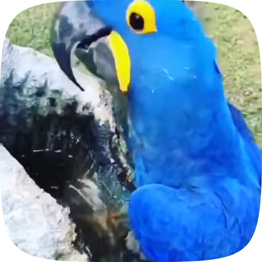 🦜 Стикер «Funny Parrots Video» для Telegram