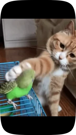 🦜 Стикер «Funny Parrots Video» для Telegram