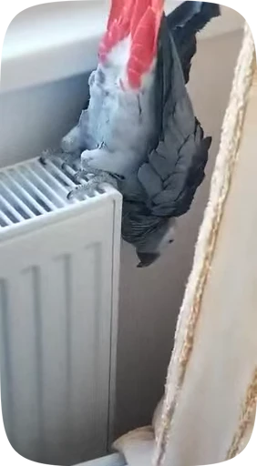 🦜 Стикер «Funny Parrots Video» для Telegram