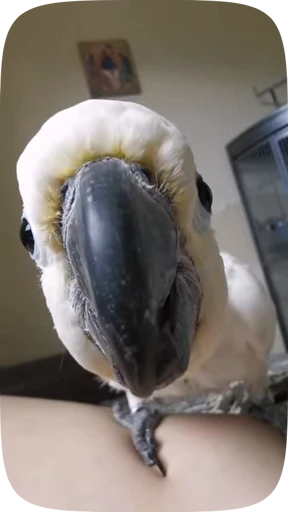 🦜 Стикер «Funny Parrots Video» для Telegram