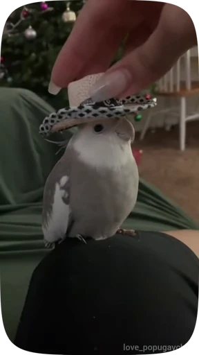 🦜 Стикер «Funny Parrots Video» для Telegram