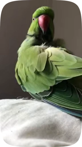 🦜 Стикер «Funny Parrots Video» для Telegram
