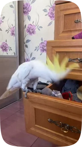 🦜 Стикер «Funny Parrots Video» для Telegram