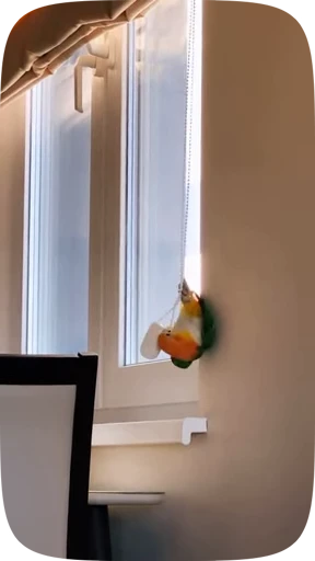 🦜 Стикер «Funny Parrots Video» для Telegram