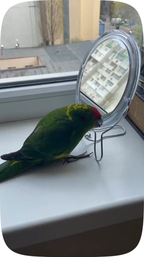 🦜 Стикер «Funny Parrots Video» для Telegram