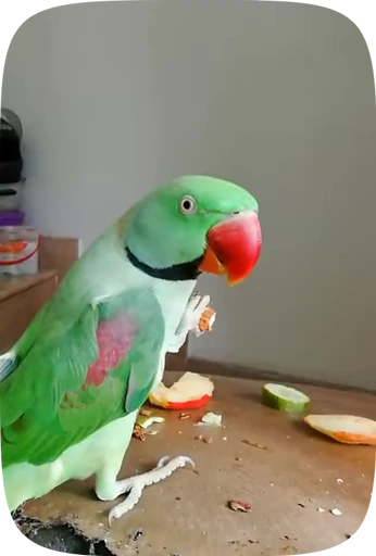 🦜 Стикер «Funny Parrots Video» для Telegram