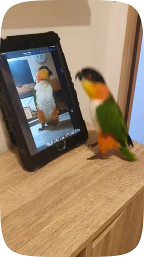 🦜 Стикер «Funny Parrots Video» для Telegram