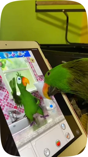 🦜 Стикер «Funny Parrots Video» для Telegram