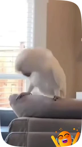 🦜 Стикер «Funny Parrots Video» для Telegram