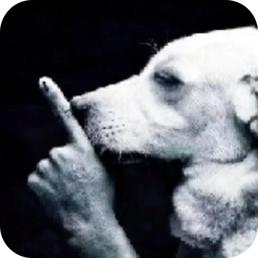 🐶 Стикер «funny pics» для Telegram