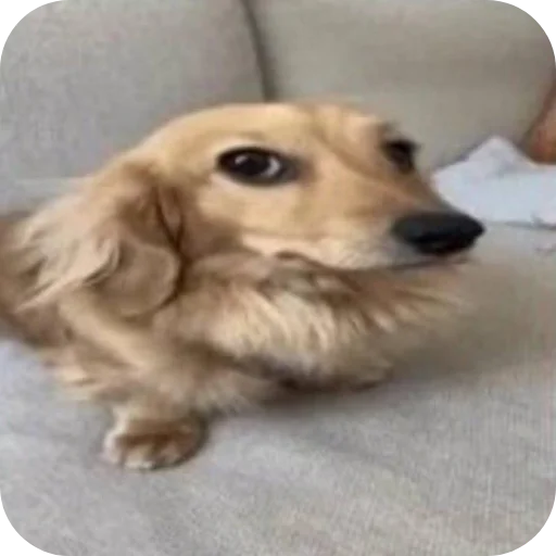 🐶 Стикер «funny pics» для Telegram
