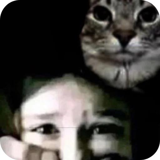 🐱 Стикер «funny pics» для Telegram