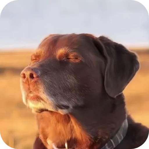 🐶 Стикер «funny pics» для Telegram