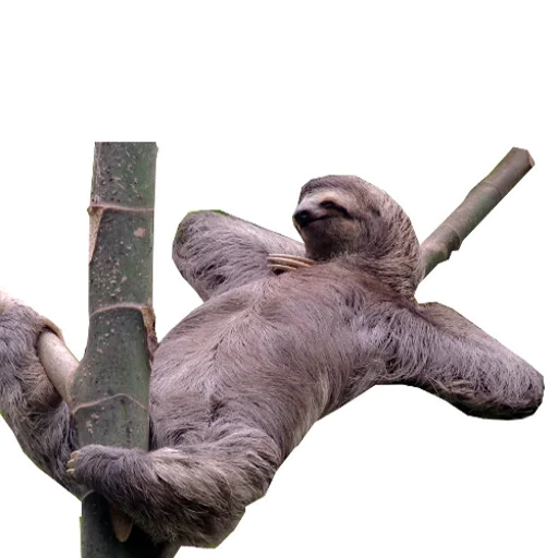 Стикерпак Funny Sloth для Telegram