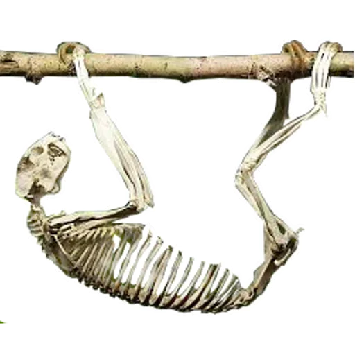 😫 Стикер «Funny Sloth» для Telegram