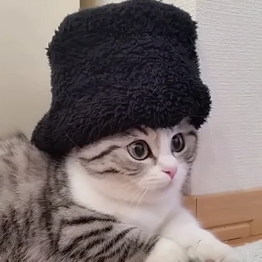 🎩 Стикер «тваринки» для Telegram
