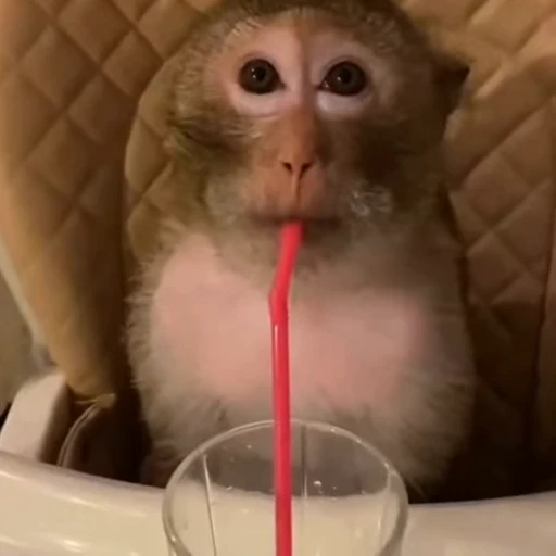 🥤 Стикер «тваринки» для Telegram