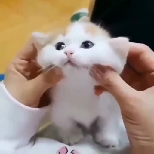 ☺️ Стикер «тваринки» для Telegram