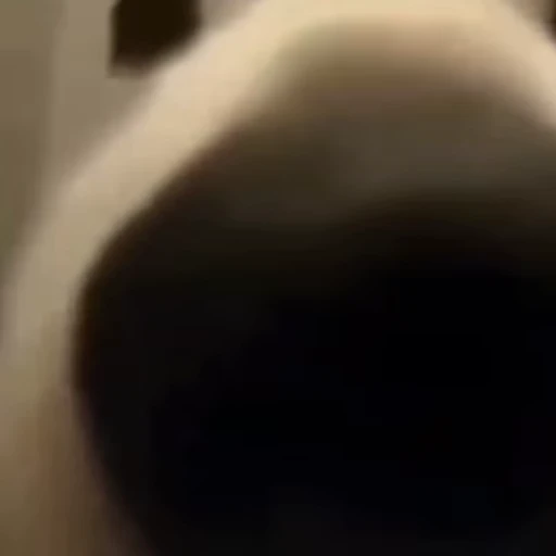 👃 Стикер «тваринки» для Telegram