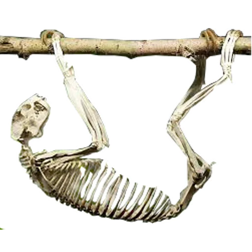 ☠️ Стикер «Fun Sloth» для Telegram