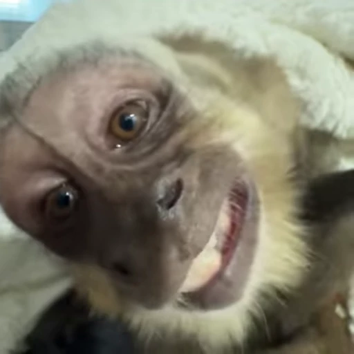 😜 Стикер «Funny Monkeys» для Telegram