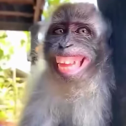 😬 Стикер «Funny Monkeys» для Telegram