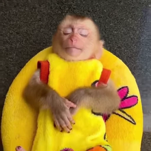 😴 Стикер «Funny Monkeys» для Telegram