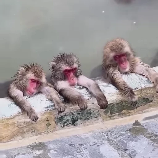 🏝 Стикер «Funny Monkeys» для Telegram