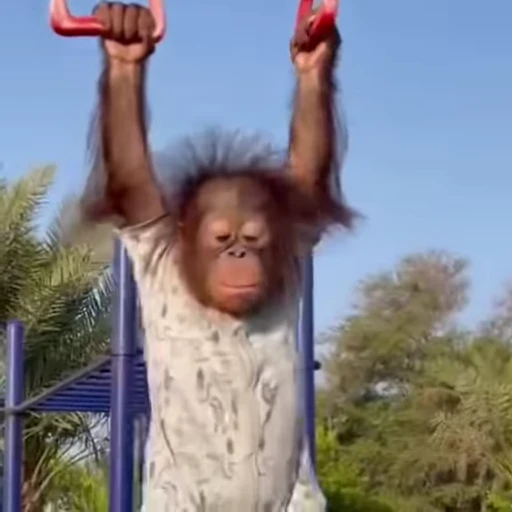 🤪 Стикер «Funny Monkeys» для Telegram