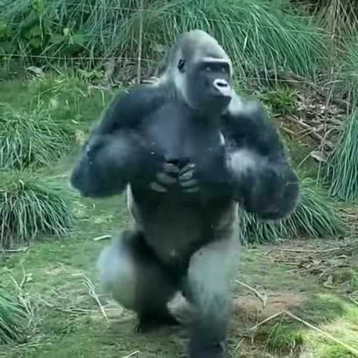 🦍 Стикер «Funny Monkeys» для Telegram