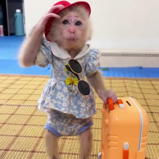 🏖 Стикер «Funny Monkeys» для Telegram